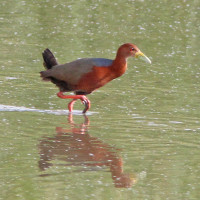 Rufous-necked Wood-Rail